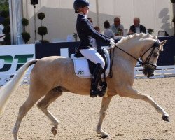 dressage horse Golden Touch WE (German Riding Pony, 2008, from HET Golden Dream)