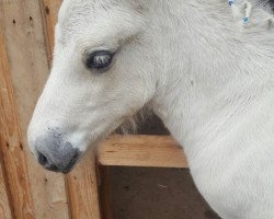 stallion Gonzo vom goldenen Adler (Fjord Horse, 2017, from Gandalf)