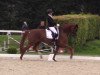 dressage horse Barneby 29 (Hanoverian, 2011, from Benetton Dream FRH 1301)