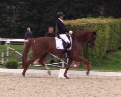 dressage horse Barneby 29 (Hanoverian, 2011, from Benetton Dream FRH 1301)