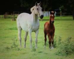 broodmare Centa (Württemberger, 1994, from Cento)