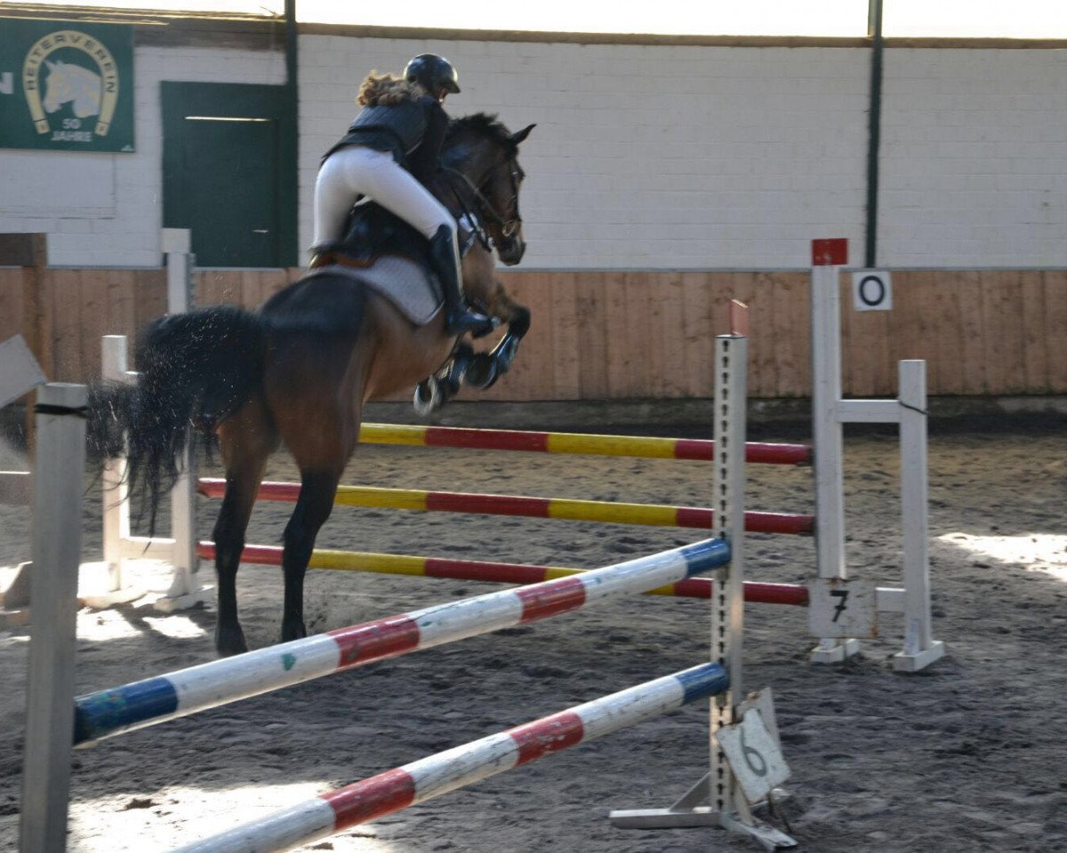 Springpferd Chris 41 (Holsteiner, 2001, von Concept)