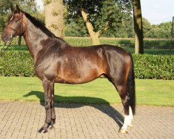 dressage horse Lauritz (Hanoverian, 2005, from Londonderry)