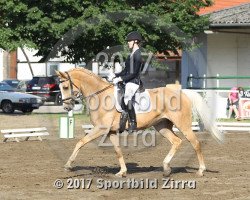 dressage horse Memphis 127 (German Warmblood, 2009, from Magic Memphis)