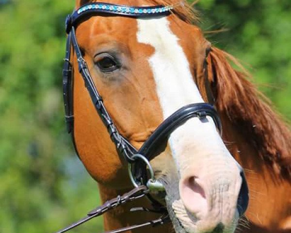 dressage horse Peter Pan (Westphalian, 2000, from Pik Donnerhall)