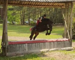 jumper Vitaly (Hanoverian, 2008, from Valentino)