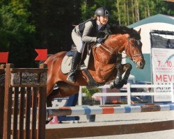 jumper Naschko T (German Riding Pony, 2009, from Nibelungenheld)