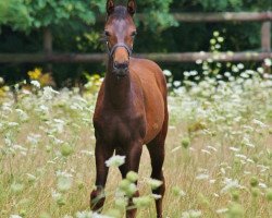 broodmare Donna Jazz (Oldenburg, 2017, from Don Cismo)