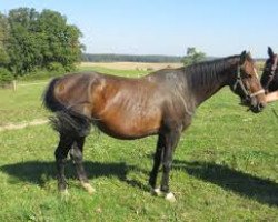 broodmare Ipanema S (Hanoverian, 2007, from Iberio)