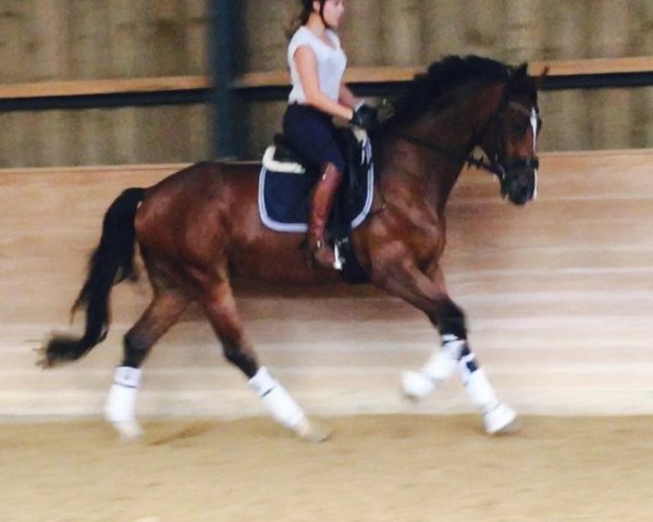 dressage horse Desiderio 15 (Hanoverian, 2010, from Don Bosco)