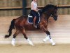 dressage horse Desiderio 15 (Hanoverian, 2010, from Don Bosco)