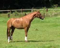 dressage horse Fridolin 364 (Hanoverian, 2009, from Fidertanz)