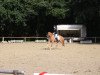 dressage horse Corado DU (German Riding Pony, 2011, from Fs Coco Jambo)