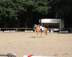 dressage horse Corado DU (German Riding Pony, 2011, from Fs Coco Jambo)