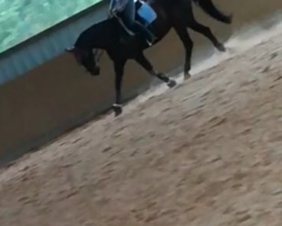 dressage horse Weltlady 22 (Oldenburg, 1999, from Weltgeist)