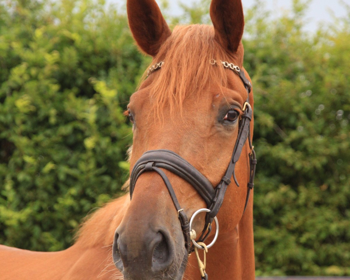 Pferd Monrow (Trakehner, 2013, von Kasparow)
