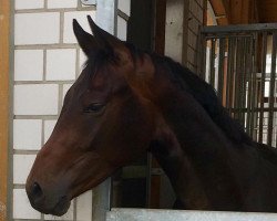 dressage horse Fürst von Bottlenberg (Hanoverian, 2015, from Finest)