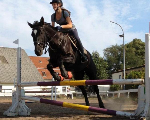 dressage horse Dacota's Melodie (Hanoverian, 2008, from Don Frederico)