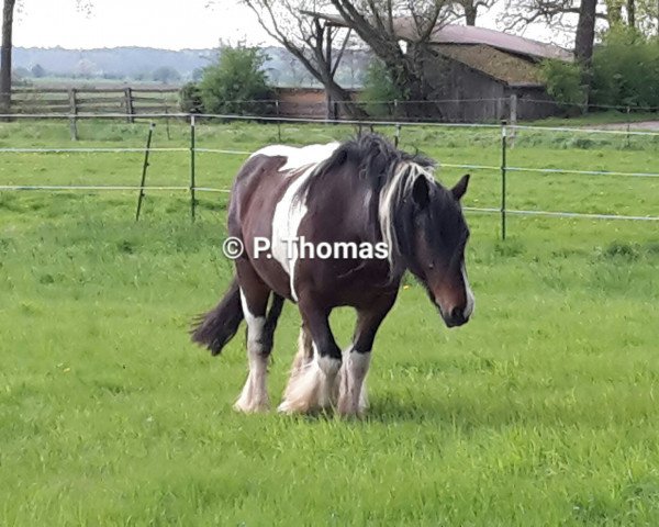 horse Amber (Tinker / Irish Cob / Gypsy Vanner, 1998)