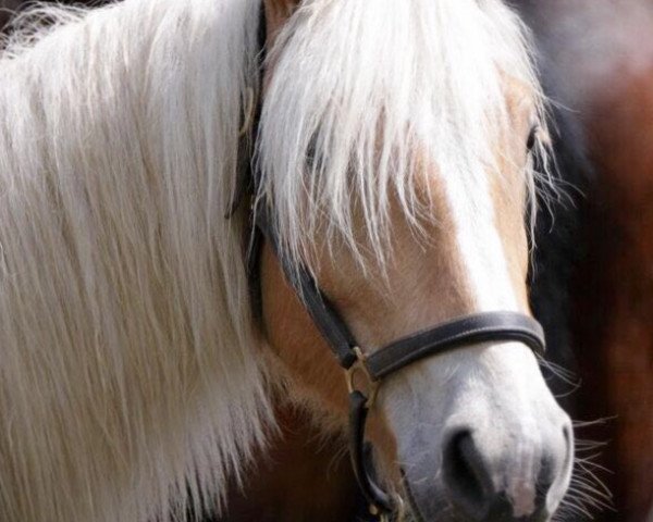 horse Mucki (Haflinger, 2014, from Andares)