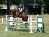 jumper Wolke Sieben 69 (Bulgarian Warmblood, 2009, from Dubeaux Deloupe)