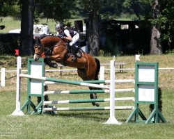 jumper Wolke Sieben 69 (Bulgarian Warmblood, 2009, from Dubeaux Deloupe)