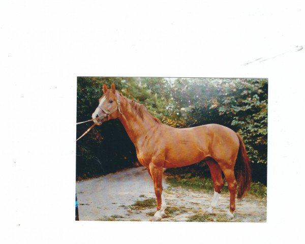 stallion Rondo 4 (Westphalian, 1967, from Romulus I)