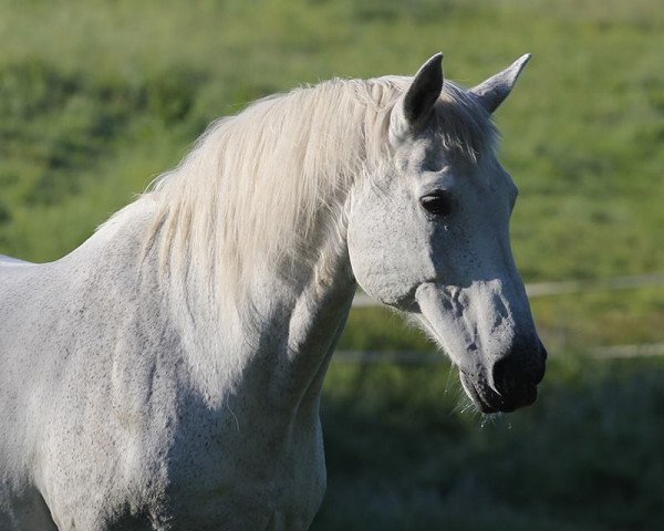 Pferd Midas Crown Charon (Hannoveraner, 1992, von Calypso II)