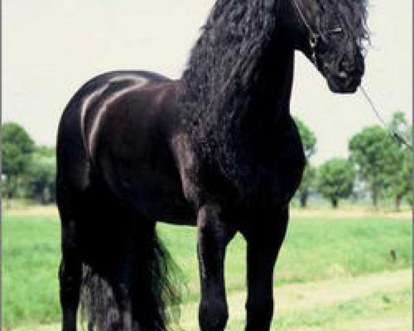stallion Piter 312 (Friese, 1988, from Ygram 240)