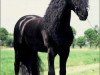 stallion Piter 312 (Friese, 1988, from Ygram 240)