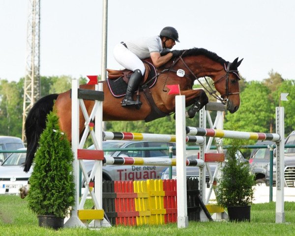 jumper Aspen B (German Sport Horse, 2008, from Acordelli)
