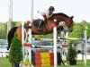 jumper Aspen B (German Sport Horse, 2008, from Acordelli)