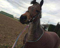 dressage horse Diva Donna (German Riding Pony, 2010)