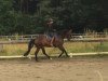 dressage horse Wunschgirl (Oldenburg, 2012, from Sandro Hit)