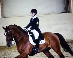 dressage horse Balian 5 (KWPN (Royal Dutch Sporthorse), 2006, from Flemmingh)