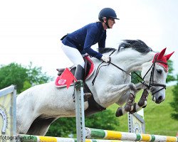 broodmare Chapeau Cecilla (Hanoverian, 2010, from Cristallo I)