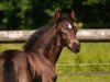 Dressurpferd Valisko (Deutsches Reitpony, 2017, von Valido's Grey Star G)