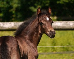 Dressurpferd Valisko (Deutsches Reitpony, 2017, von Valido's Grey Star G)