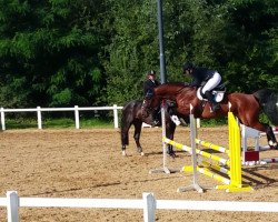 jumper Altenklosterhof's Blance (Westphalian, 2011, from Balous Bellini)