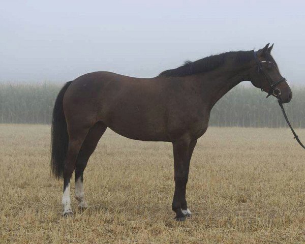 Zuchtstute Dawina I (Holsteiner, 2011, von Cormint)
