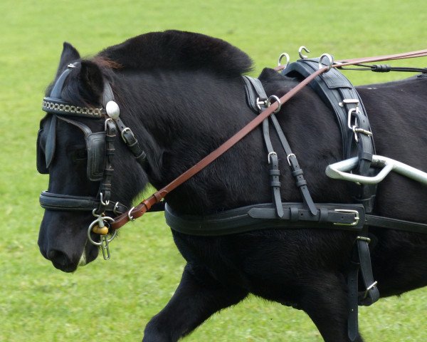 Pferd Estelle (Shetland Pony, 2009, von Pardon)