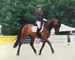 dressage horse Arka 14 (Zangersheide riding horse, 2011, from Arko III)