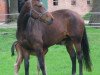 broodmare Wianta (Hanoverian, 2002, from Warkant)