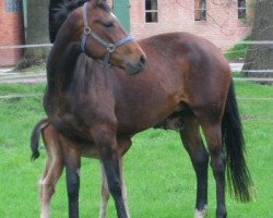 broodmare Wianta (Hanoverian, 2002, from Warkant)