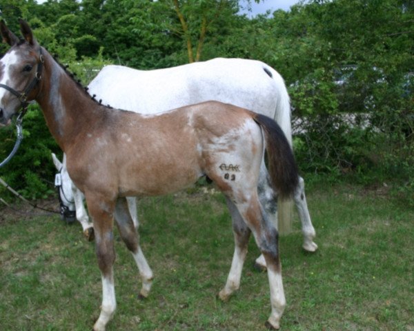 jumper Corleone 85 (German Sport Horse, 2017, from Carleyle)