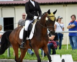 dressage horse Domprinc-M (Bavarian, 2001, from Dream of Glory)