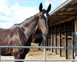 dressage horse Diamond Royal 2 (Westphalian, 2011, from Decamerone 5)