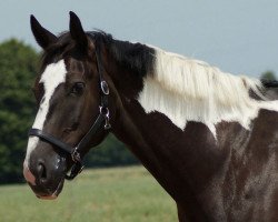 jumper Milow 23 (KWPN (Royal Dutch Sporthorse), 2007)