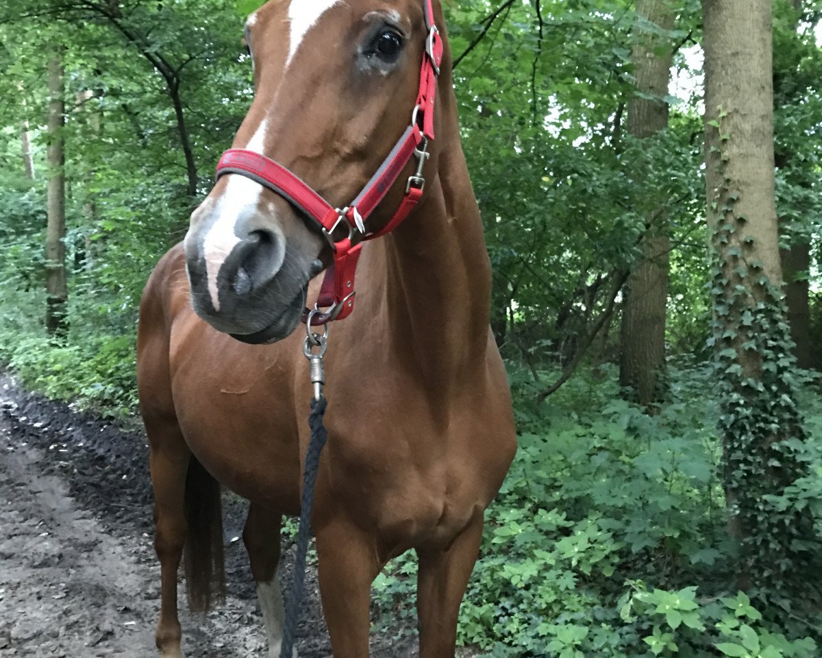 broodmare Gitana (Westphalian, 1993, from Gracioso)