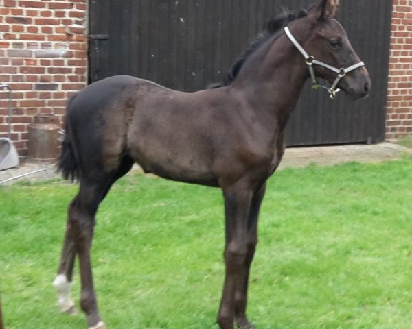 broodmare Bodice (Oldenburg, 2017, from Fürst Wilhelm)